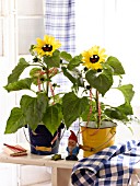 SUNFLOWERS IN BUCKETS