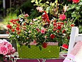 ROSES AND GARDEN GNOME IN A FLOWERBOX