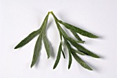 ARTEMISIA ABSINTHIUM