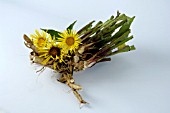 INULA HELENIUM BLOSSOM AND ROOT