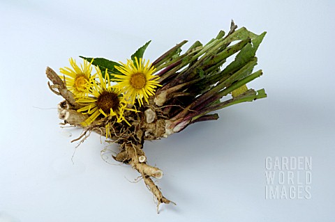 INULA_HELENIUM_BLOSSOM_AND_ROOT