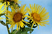 INULA HELENIUM