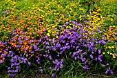 VERBENA RIGIDA, (COARSE VERBENA)