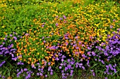 VERBENA RIGIDA, (COARSE VERBENA AND TAGETES)