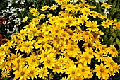 RUDBECKIA HIRTA PRAIRIE SUN