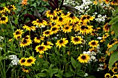 RUDBECKIA HIRTA KELVEDON STAR