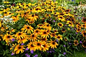 RUDBECKIA HIRTA, (BLACK EYED SUSAN)