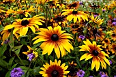 RUDBECKIA HIRTA, (BLACK EYED SUSAN)