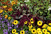 AMARANTHUS PANICULATUS MARVEL BRONZE OESCHBERG