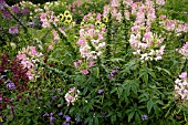 CLEOME SPINOSA KIRSCHKONIGIN