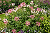 CLEOME SPINOSA KIRSCHKONIGIN