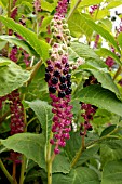 PHYTOLACCA AMERICANA, (AMERICAN POKEWEED)