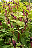 PHYTOLACCA AMERICANA, (AMERICAN POKEWEED)