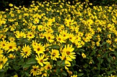 HELIANTHUS STRUMOSUS, (PALELEAF WOODLAND SUNFLOWER)