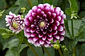 DAHLIA HYBRIDA EDINBURGH