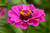 ZINNIA VIOLACEA BENARYS RIESEN VIOLETT