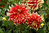 DAHLIA HYBRIDA BODACIOUS