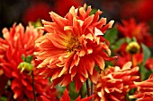 DAHLIA HYBRIDA VULKAN