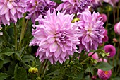 DAHLIA HYBRIDA ALMAND CLIMAX