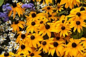 RUDBECKIA HIRTA TOTO