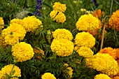 TAGETES ERECTA GOLD SOVEREIGN