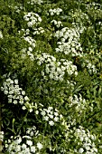 SIUM SISARUM, (SKIRRET BLOSSOM)