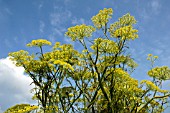 FOENICULUM VULGARE, (FENNEL)