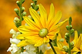 RUDBECKIA HIRTA, (BLACK EYED SUSAN)