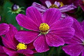 COSMOS BIPINNATUS, (COSMEA)