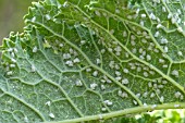 APHID ON KALE