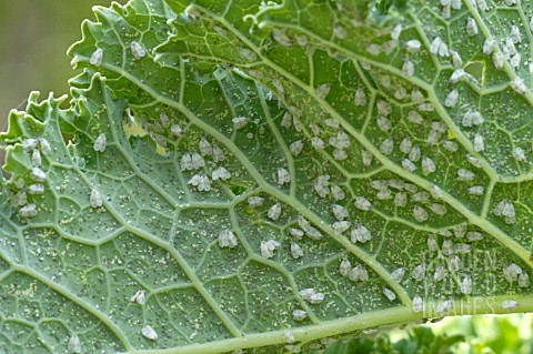 APHID_ON_KALE