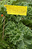 APHID STICKY TRAP ON KALE