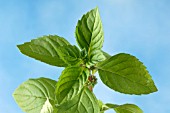 MENTHA X PIPERITA, (PEPPERMINT)