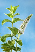 MENTHA SUAVEOLENS, (APPLE MINT)