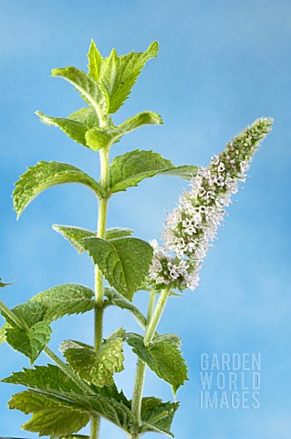 MENTHA_SUAVEOLENS_APPLE_MINT