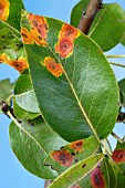 GYMNOSPORANGIUM SABINAE, (JUNIPER PEAR RUST)