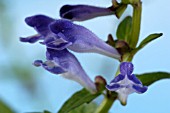 SCUTELLARIA BARBATA, (BARBED SKULLCAP)