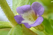 LIMNOPHILA AROMATICA, (RICE PADDY HERB)