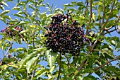 SAMBUCUS NIGRA, (ELDER)