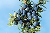 JUNIPERUS COMMUNIS, (JUNIPER)