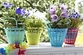 FLOWER POTS IN PLASTIC BASKETS