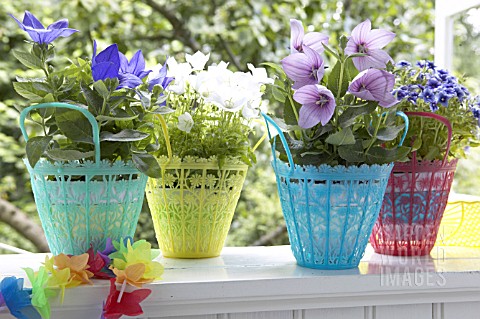 FLOWER_POTS_IN_PLASTIC_BASKETS