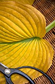 HOSTA LEAF WITH SCISSORS