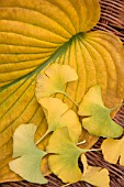 GINKGO FOLIAGE ON A HOSTA LEAF