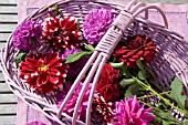 DAHLIAS