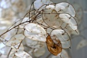 DRIED LUNARIA