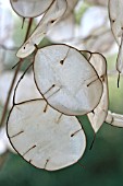 DRIED LUNARIA