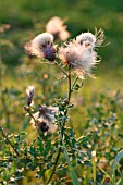 THISTLE SEEDS