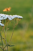 ACHILLEA MILLEFOLIUM