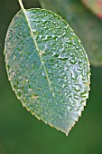 LEAF WITH DEWDROPS